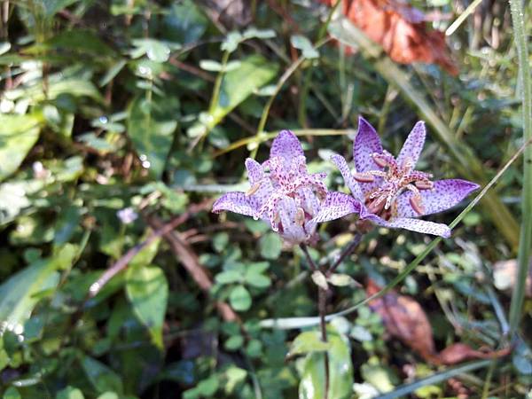 20171017_092937_看图王.JPG 20171017_092937_看图王.JPG