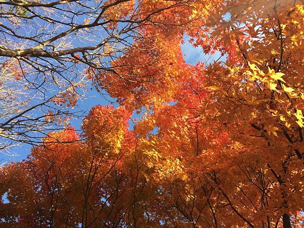 1509951395926_看图王.JPG 1509951395926_看图王.JPG