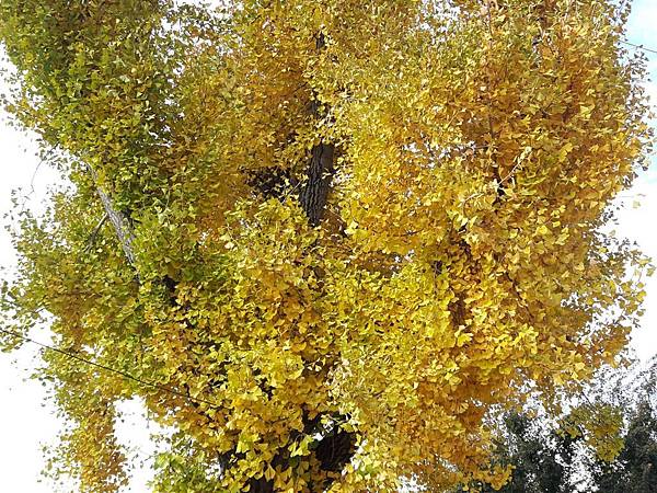 20171107_153902_看图王.JPG 20171107_153902_看图王.JPG