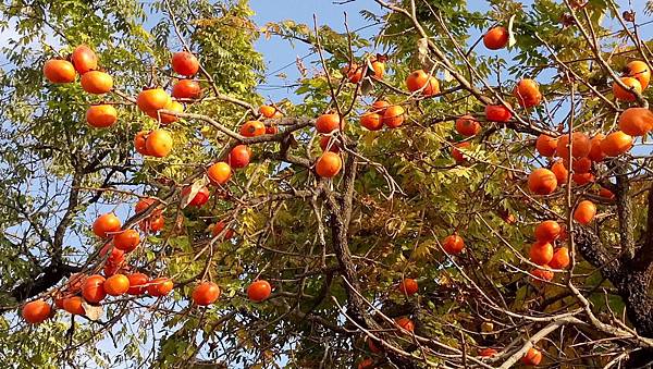 1510408381172_看图王.JPG 1510408381172_看图王.JPG