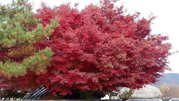 1510408403745_看图王.JPG 1510408403745_看图王.JPG