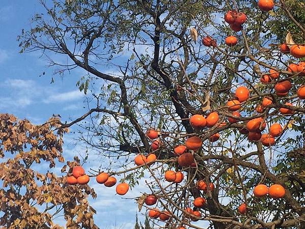 1510470546053_看图王.jpg 1510470546053_看图王.jpg