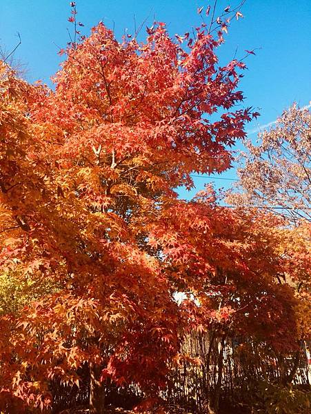 1510470508971_看图王.jpg 1510470508971_看图王.jpg