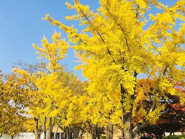 1510505027282_看图王.jpg 1510505027282_看图王.jpg