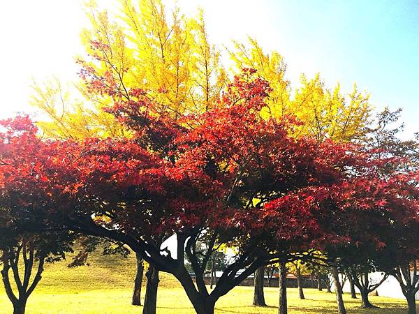 1510505025363_看图王_看图王.jpg 1510505025363_看图王_看图王.jpg