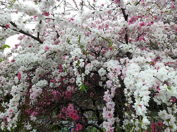 20180408_122837_看图王.JPG 20180408_122837_看图王.JPG