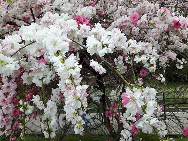 20180408_122854_看图王.JPG 20180408_122854_看图王.JPG