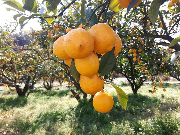 20180408_142956_看图王.JPG 20180408_142956_看图王.JPG