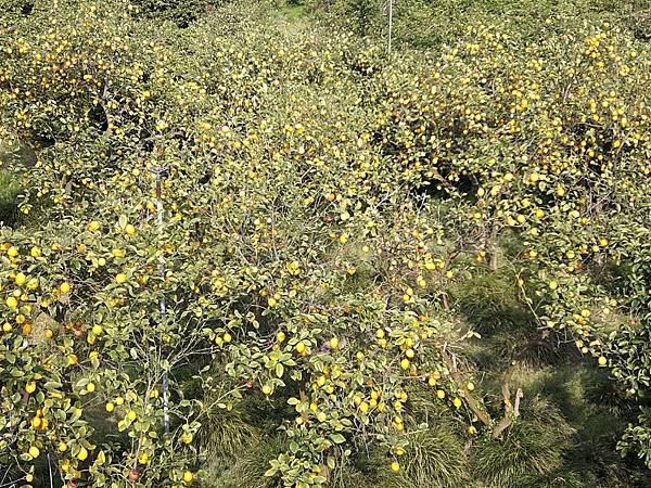 20180408_162938_看图王.jpg 20180408_162938_看图王.jpg