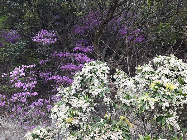 20180409_103955_看图王.JPG 20180409_103955_看图王.JPG