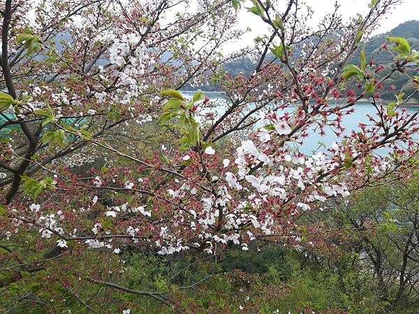 20180409_144624_看图王.JPG 20180409_144624_看图王.JPG