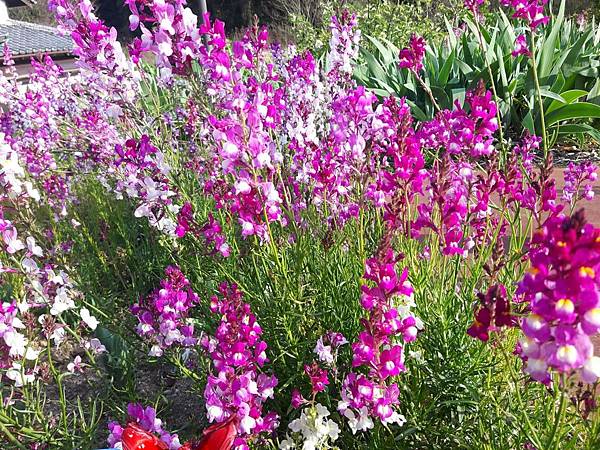 20180409_161324_看图王.JPG 20180409_161324_看图王.JPG