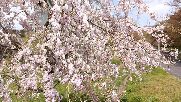 1523702165022_看图王.JPG 1523702165022_看图王.JPG