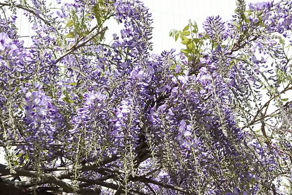 1523893731427_看图王.jpg 1523893731427_看图王.jpg