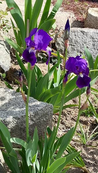 1528214995345.jpg 1528214995345.jpg