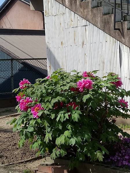 1528215053998.jpg 1528215053998.jpg