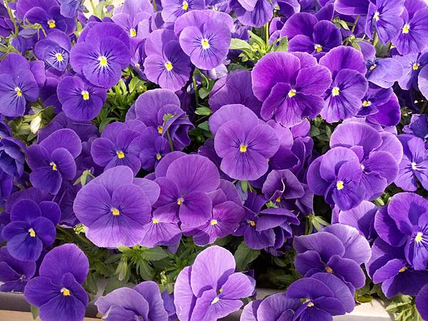 1528215148486.jpg 1528215148486.jpg