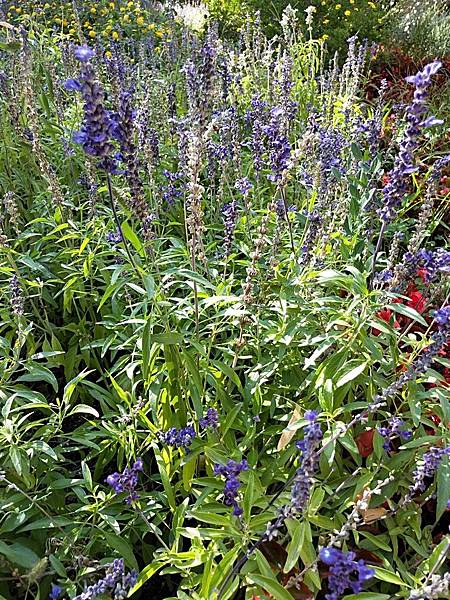 IMG20190824172536.jpg IMG20190824172536.jpg