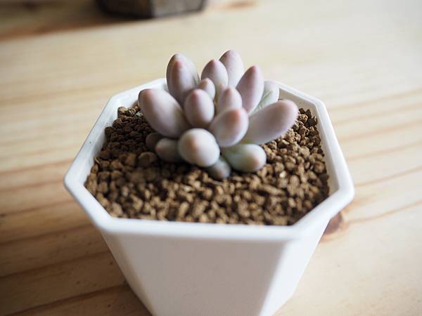 P8170102.JPG P8170102.JPG