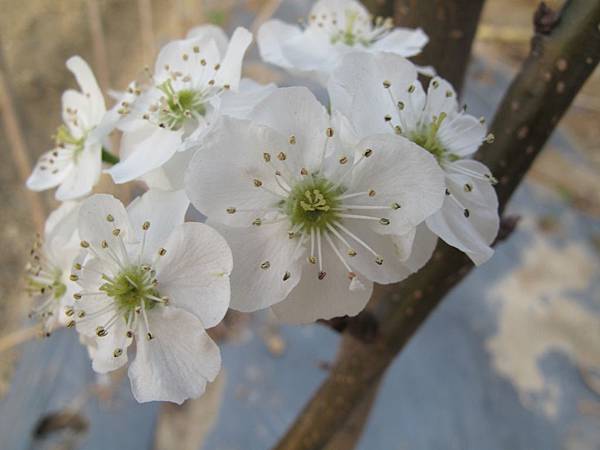 梨樹花