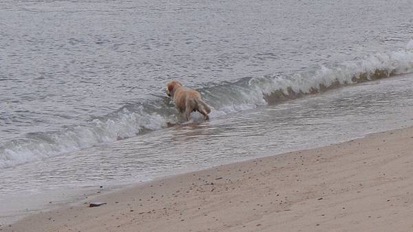 狗狗玩水囉~