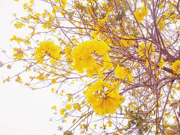 風鈴花大道_嘉義_拍照景點