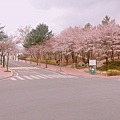 韓國自由行 首爾逛街 大邱看櫻花 春川腳踏車 景福宮韓服