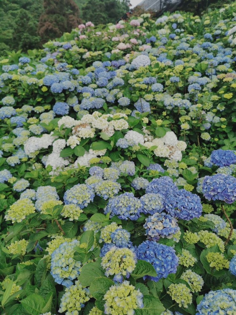 陽明山繡球花 (8).JPG