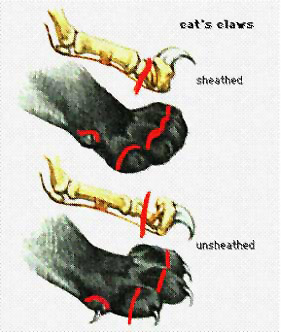 Declawing is mutilation!