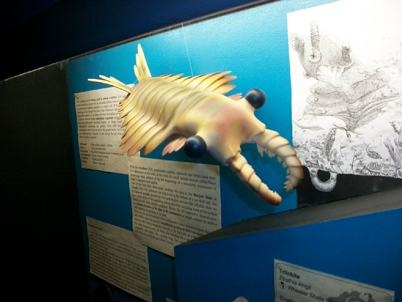 800px-AnomalocarisDinoMcanb.jpg