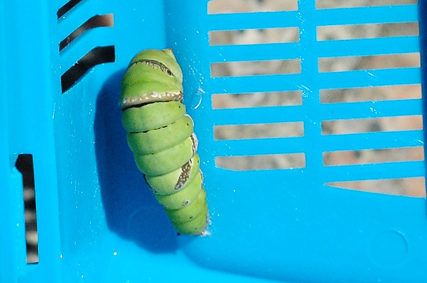 飛向藍天 黑鳳蝶成長紀錄 Den的攝影空間 痞客邦 飛向藍天 黑鳳蝶成長紀錄 Den的攝影空間 痞客邦