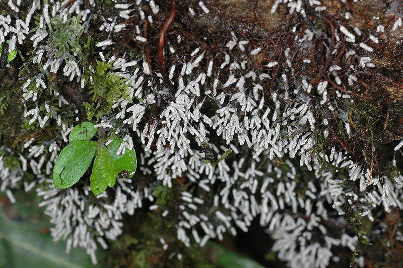 鵝絨黏菌