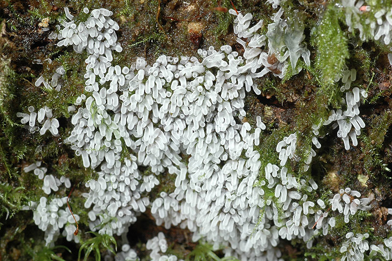 鵝絨黏菌