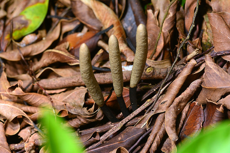 黑柄炭角菌