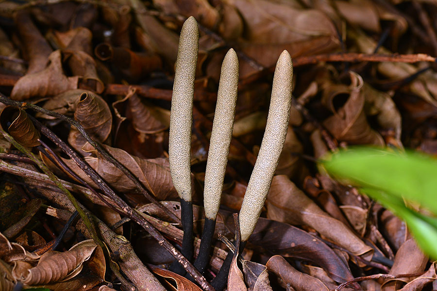 黑柄炭角菌