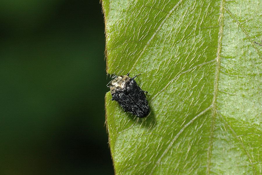 樟矮吉丁蟲 樟矮吉丁蟲