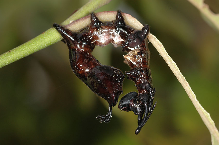 蟻舟蛾幼蟲 蟻舟蛾幼蟲