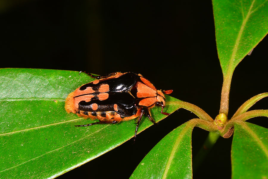 北埔陷紋金龜 北埔陷紋金龜
