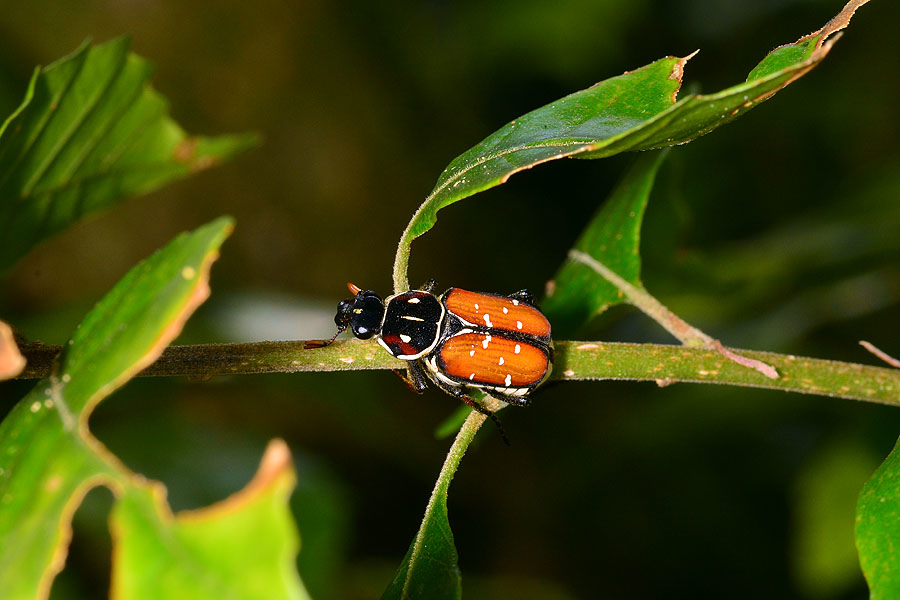 DSC_9718.JPG DSC_9718.JPG