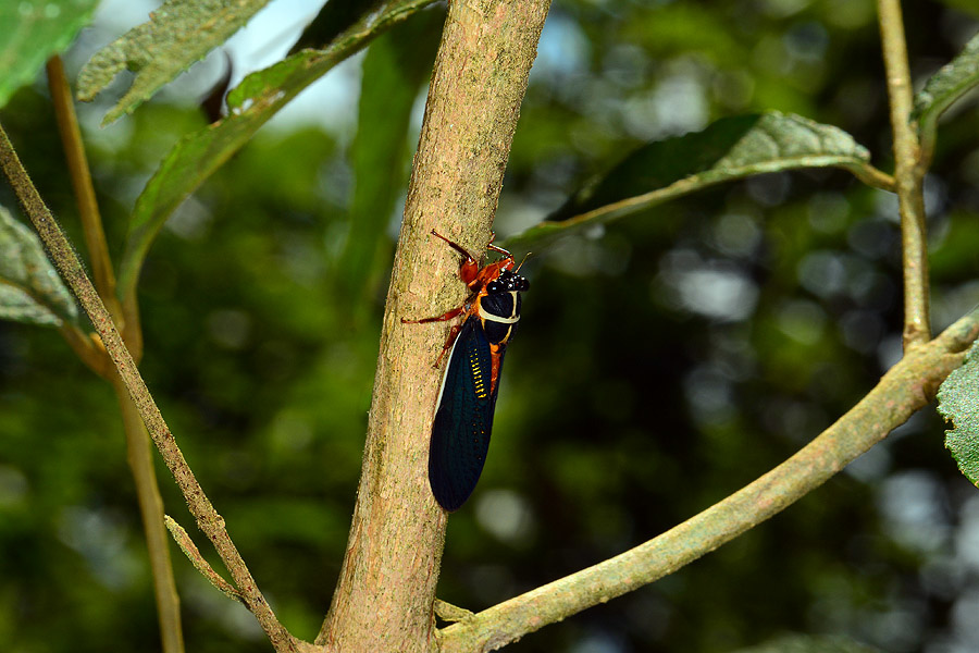 紅腳黑翅蟬 紅腳黑翅蟬