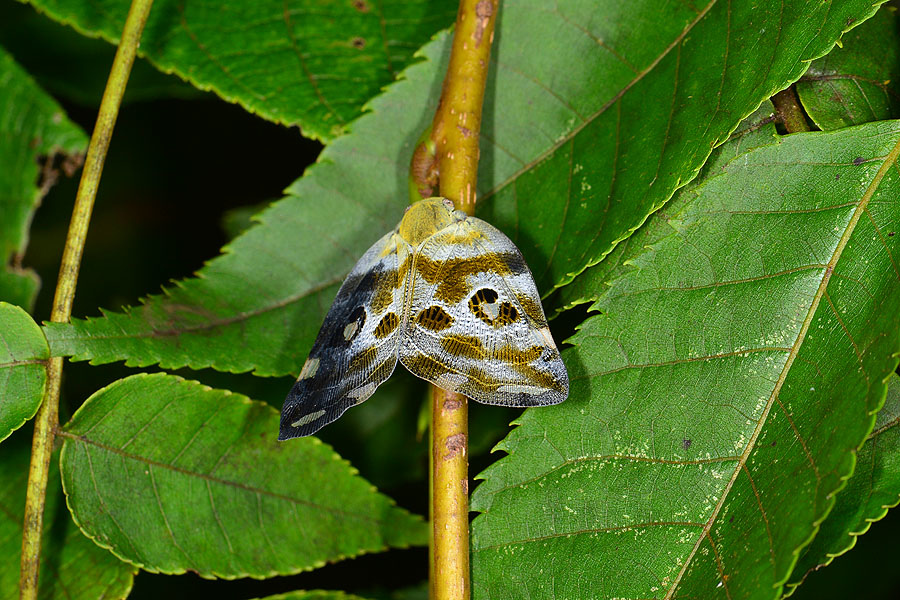 花斑廣翅蠟蟬 花斑廣翅蠟蟬