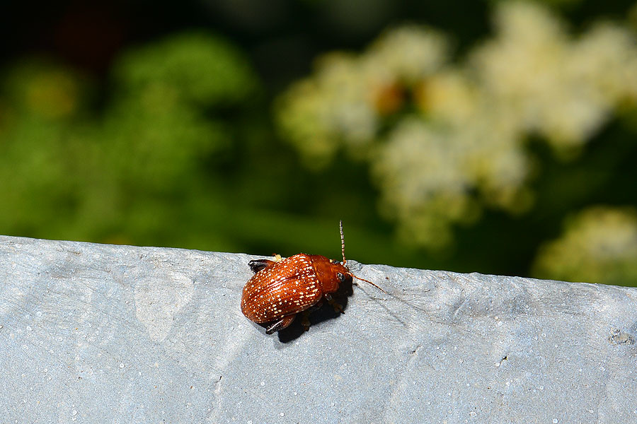 白斑大葉蚤 白斑大葉蚤