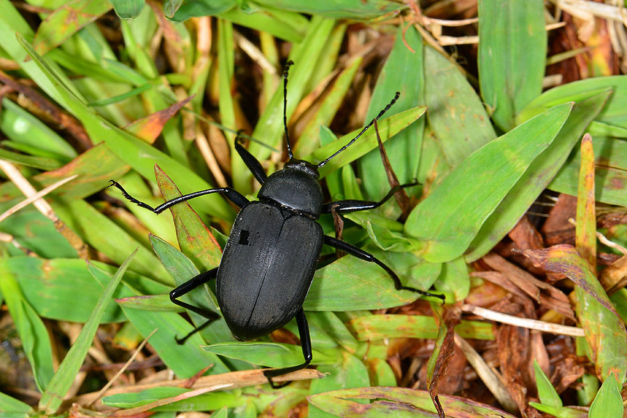 鈍光迴木蟲 鈍光迴木蟲