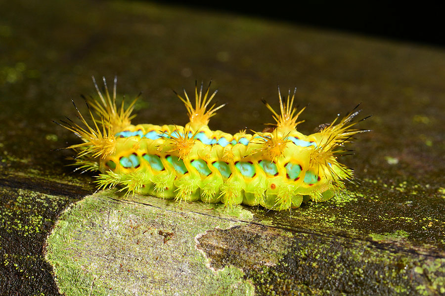 八字褐刺蛾 八字褐刺蛾