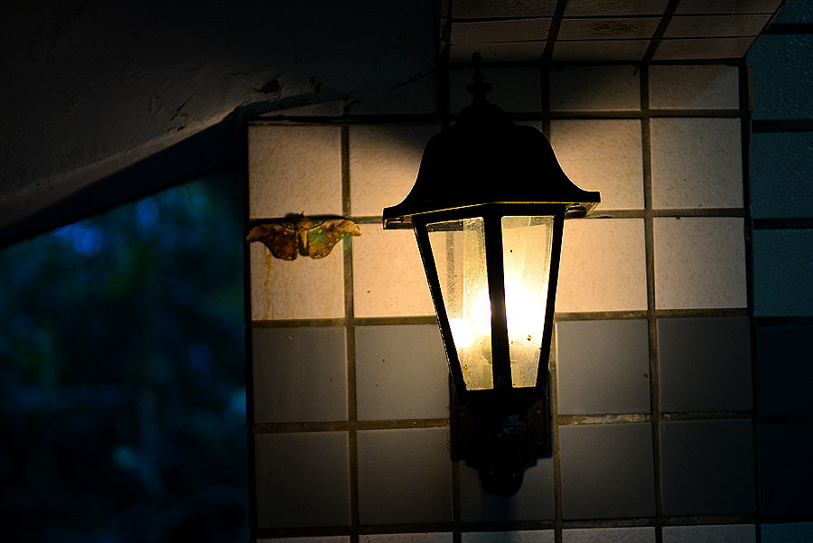 大綠目天蠶蛾 大綠目天蠶蛾