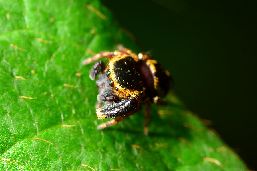 寬胸蠅虎 寬胸蠅虎