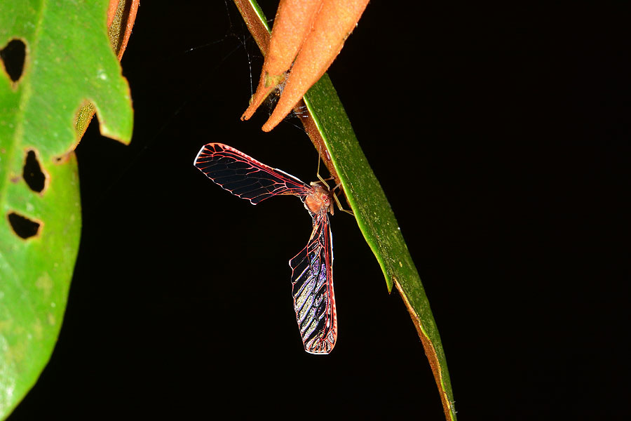 長翅飛蝨 長翅飛蝨