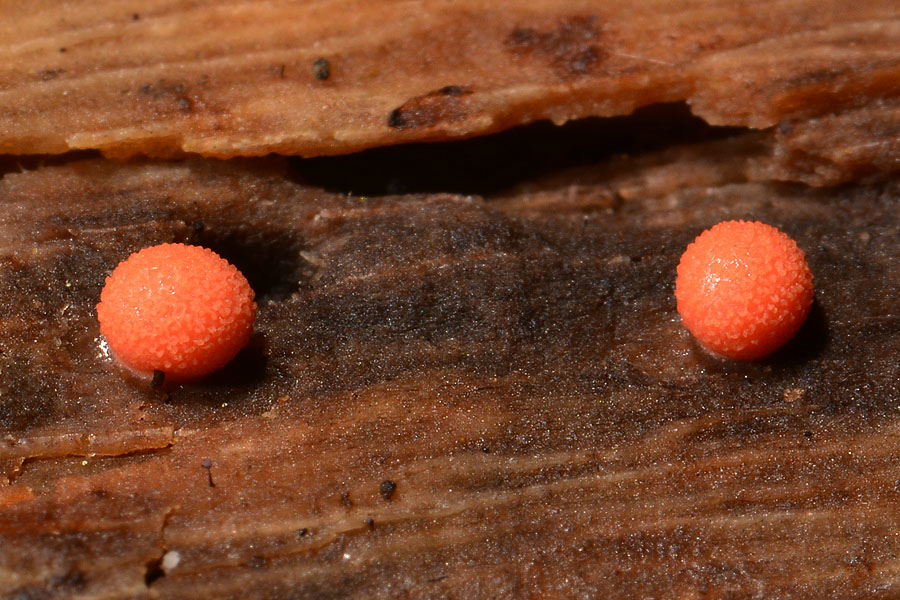 小粉瘤黏菌