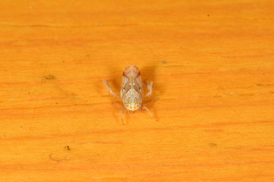 電光紋葉蟬 電光紋葉蟬