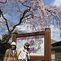 吉野山滿山都是櫻花樹